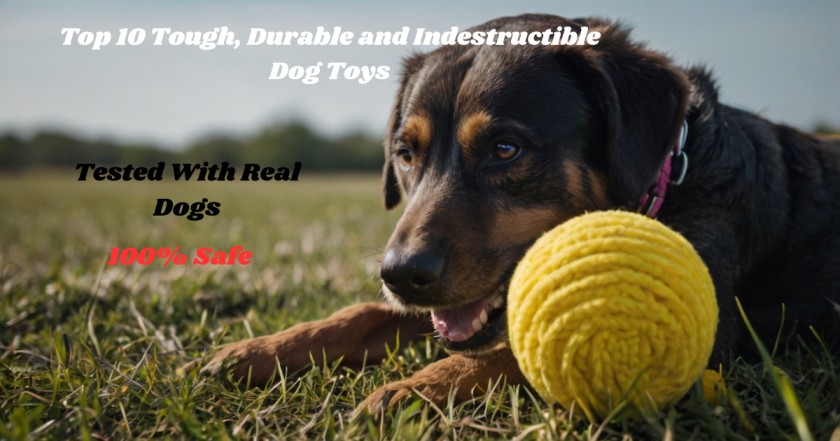 Top 10 Tough, Durable and Indestructible Dog Toys, Tested With Real Dogs