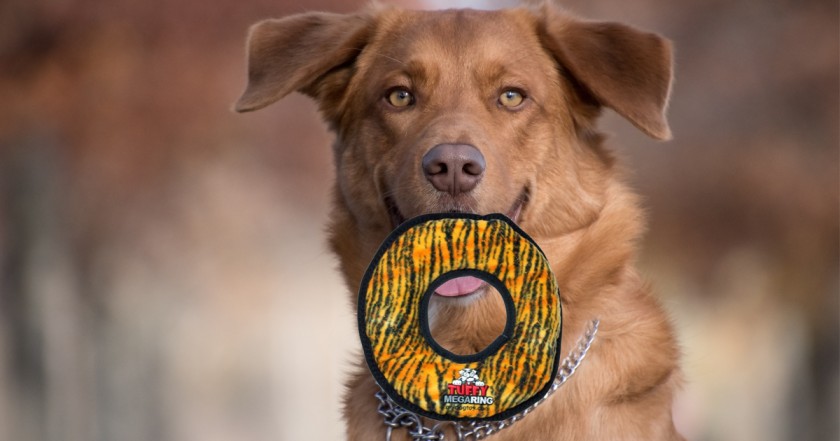 Top 10 Tough, Durable and Indestructible Dog Toys